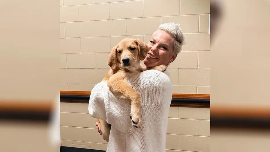 Pop Star P!NK Fosters Rescue Dog from Minnesota Shelter During Summer Carnival Tour